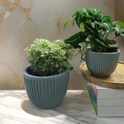 Plant Pots made from ceramic: Stylish Indoor Planters. - The Plant Shop