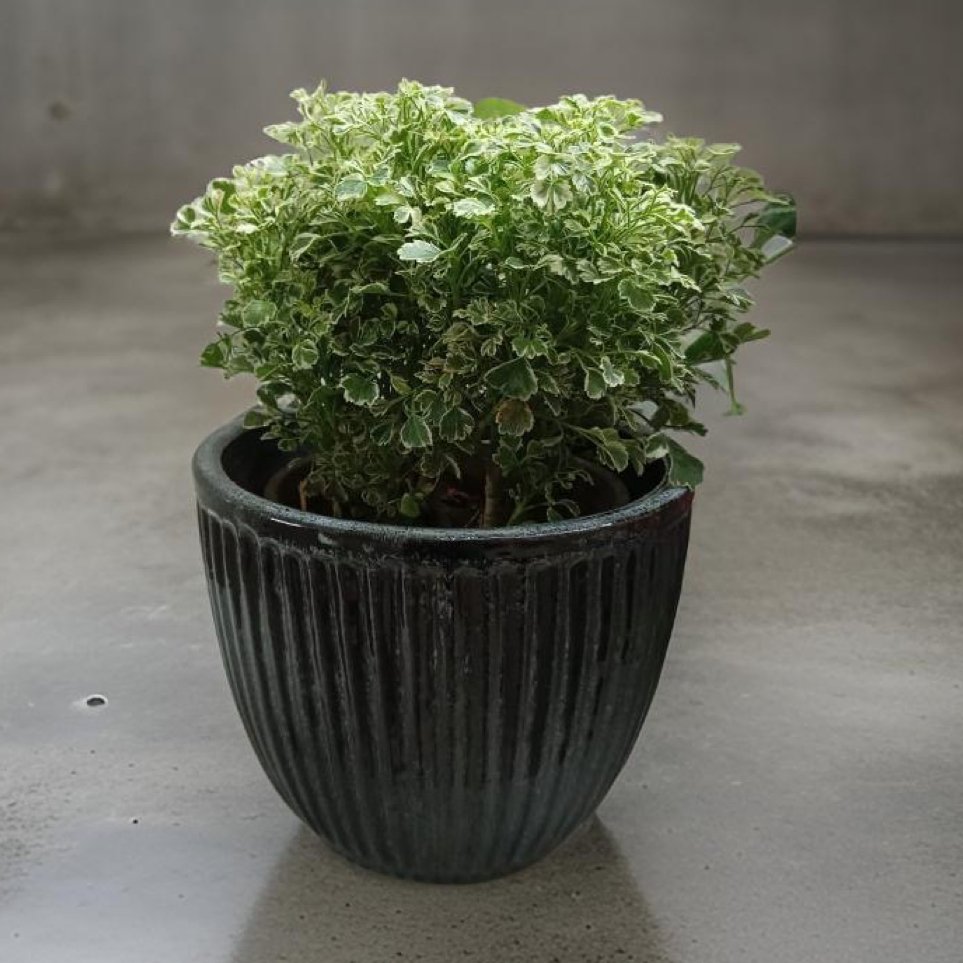 Plant Pots made from ceramic: Stylish Indoor Planters. - The Plant Shop